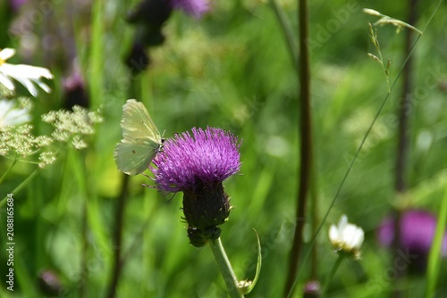 Foto A brimstone butterfly on a wildflower.