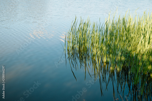 Canvastavla Tall green grass grows at the edge of calm water, reflecting sunlight as it sway