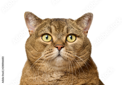 Fotografía Portrait of a gray straight-eared cat with an attentive gaze of yellow eyes and