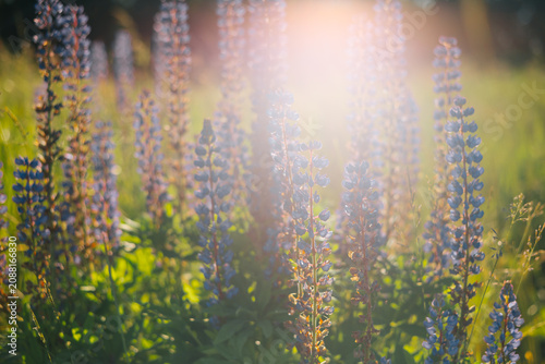 Foto Blue flowers rise above the green grass in a lush field, basking in sunlight