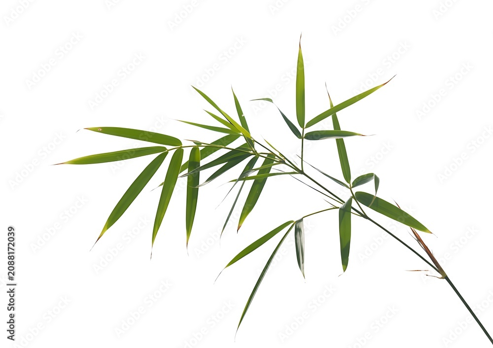 Fototapeta premium Bamboo Leaves Isolated on White