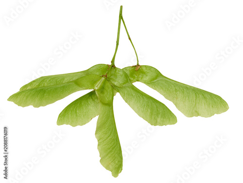 Foto Green maple wing with fine veins on curved wings and short petiole on isolated background