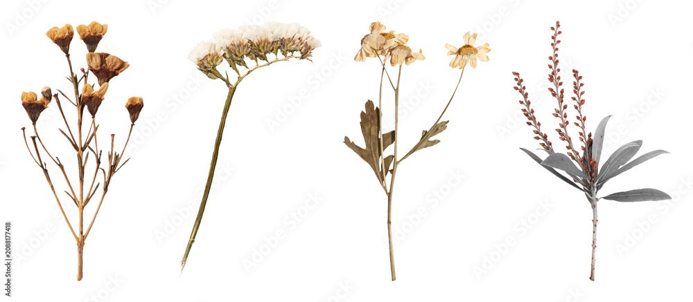 Fototapeta premium PNG Vintage dried botanical illustration on transparent background