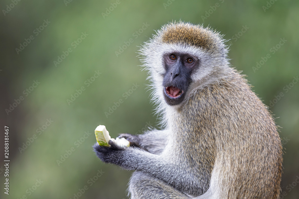 Fototapeta premium A vervet monkey (Chlorocebus pygerythrus) eating on a garbage can.