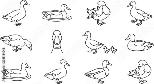 Photos Cute Black Line Duck Icon Set with Mallard, Goose, and Duckling Outlines Showing