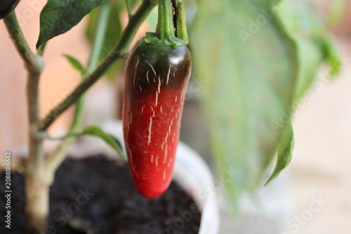 Fotografie Red jalapeño pepper with brown top growing.