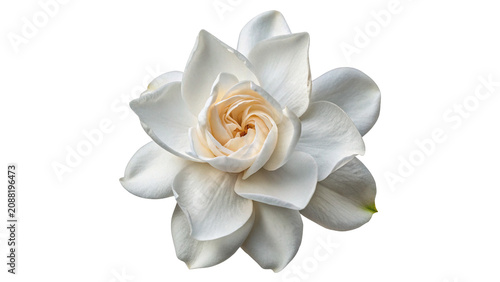 Cuadro en lienzo Beautiful white gardenia flower blossom flora detail isolated on transparent bac