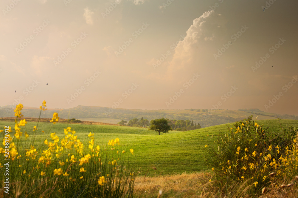 Fototapeta premium Dreamy Tuscany countryside in July and August summer haze, a lone tree standing on green rolling hills, moody, minimalist Italian rural landscape for travel and nature themes.