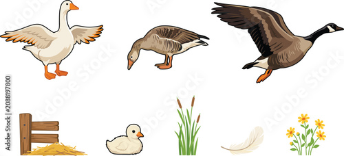 Tableau sur toile Rural Farm Waterfowl Vector Element Set with Domestic White Goose Grey Duck Cana