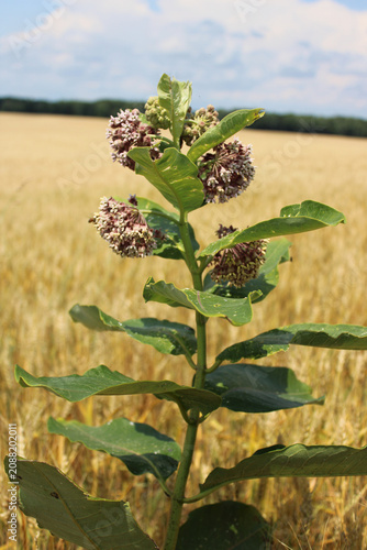 Blooming common milkweed plant growing in a wheat field in Caledonia, Michigan