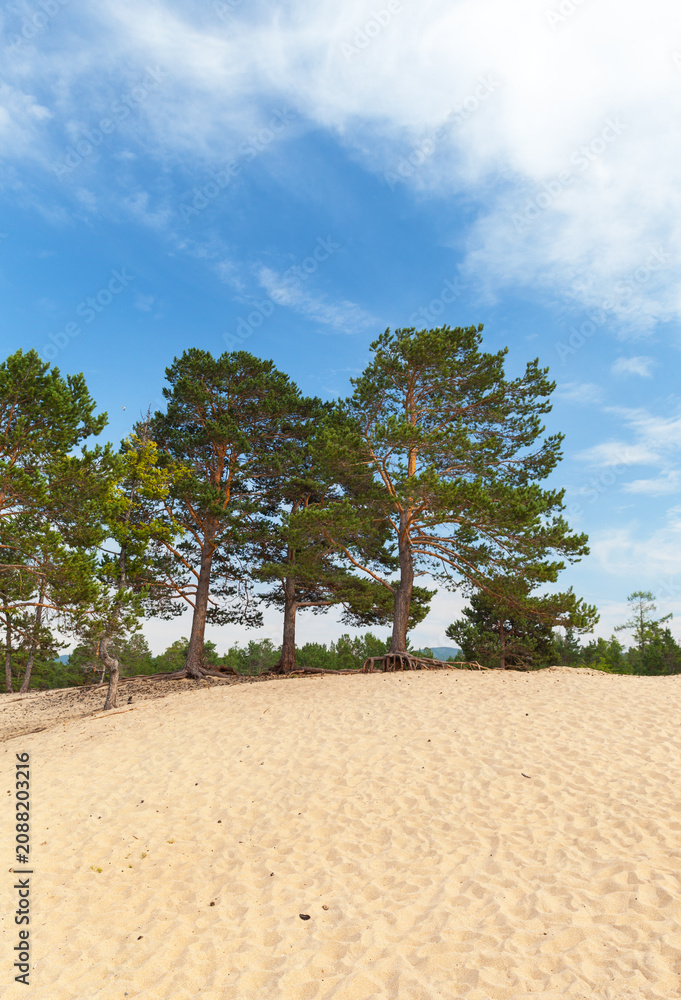 Fototapeta premium Baikal Lake. Coast of Olkhon Island in summer. Sand dunes with pine trees with exposed roots, or 