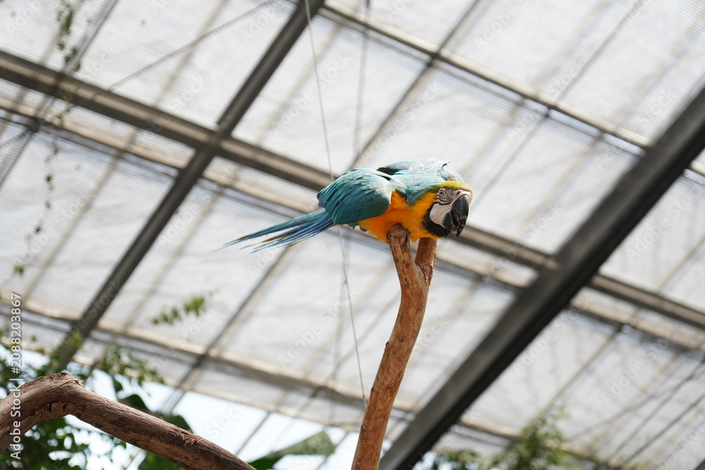 Obraz premium Blue and yellow macaw perched on top of a bare branch looking at the camera