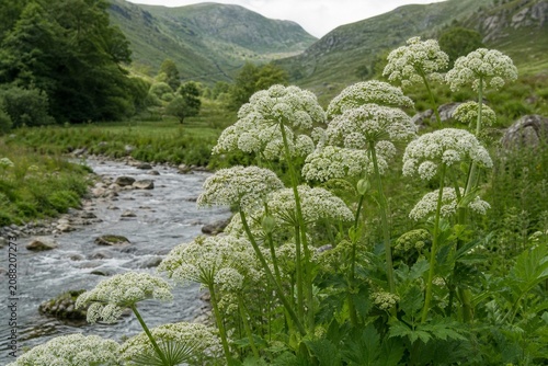 Fényképezés Cluster of blooming angelica flowers swaying by a stream in a green valley