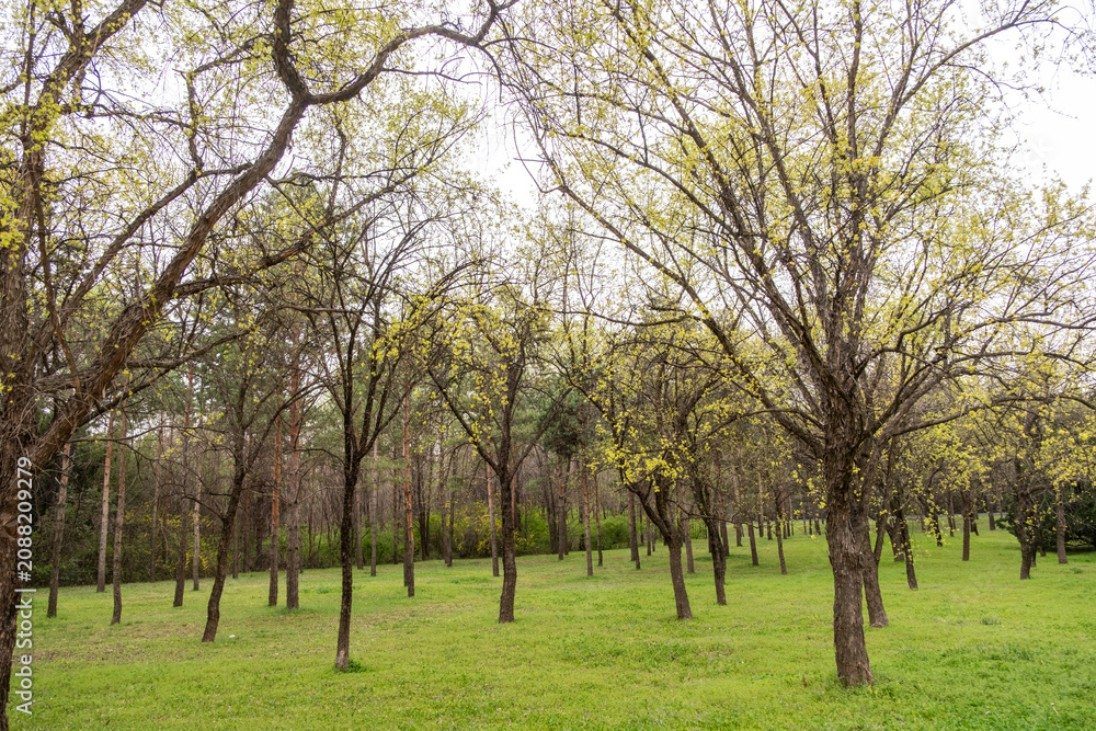 Fototapeta premium Yellow blossom trees over green grass in a China park on spring day