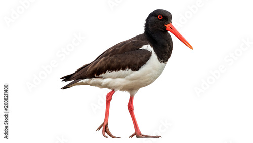 Tableau sur toile Wild oystercatcher bird standing looking forward fauna isolated on transparent b