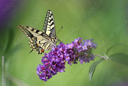 Schwalbenschwanz / Old world swallowtail / Papilio mchaon