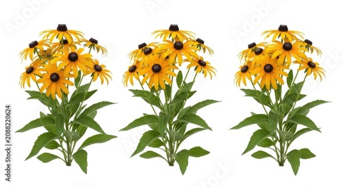 Three clusters of beautiful yellow black eyed susan flowers with green leaves and dark brown centers