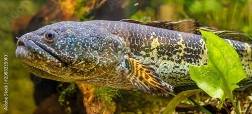 Close-up Side view of an Orange spotted snakehead (Channa aurantimaculata)
