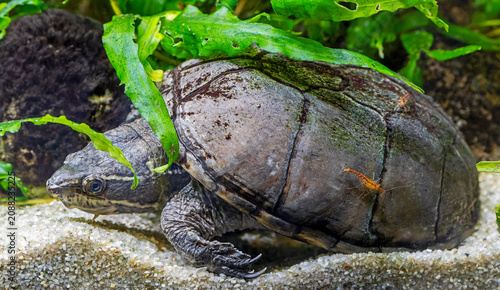 Close-up view of a diving Common musk turtle (Sternotherus odoratus)