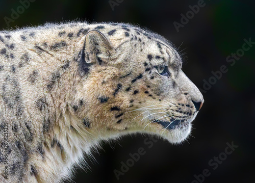 Side Close-up view of a Snow leopard (Unica unica), isolated on black background