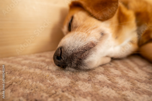 A dog rests on a soft surface with its eyes closed in a warm indoor setting, enjoying a peaceful moment in the morning