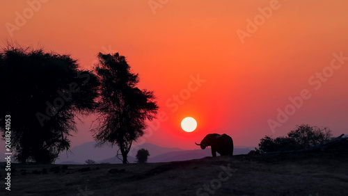 African Elephant Silhouette at Sunset, Zambia - Bull Elephant Against Vivid Red Orange Sky with Setting Sun and Acacia Trees