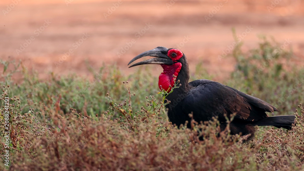 Obraz premium Southern Ground Hornbill Foraging in African Savanna Grassland at Sunset, South Luangwa, Zambia