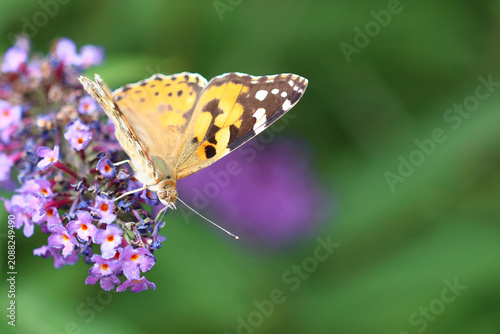 Distelfalter / Painted lady or Vanessa cardui / Vanessa cardui or Cynthia cardui