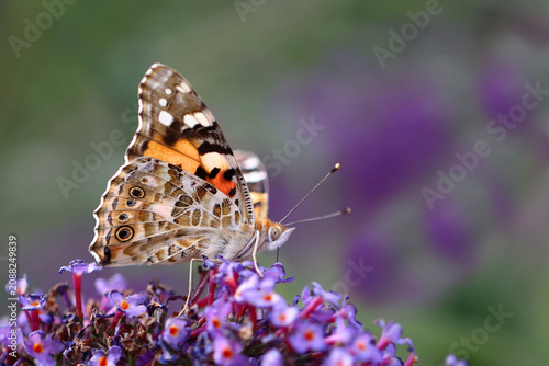 Distelfalter / Painted lady or Vanessa cardui / Vanessa cardui or Cynthia cardui