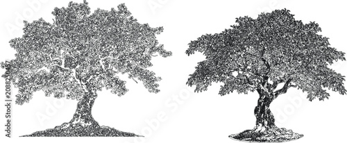 Fotografija Two Detailed Etched Botanical Ink Illustrations Showcasing Aged Olive Trees With