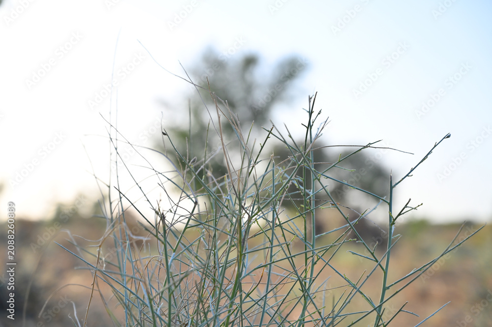 Obraz premium Close Up of Wild Desert Shrub with Green Stems and Selective Focus, Natural Arid Landscape Plant Against Soft Bokeh Background 