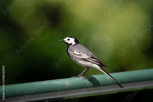 Canvas-taulu White wagtail (Motacilla alba) perched on a green railing