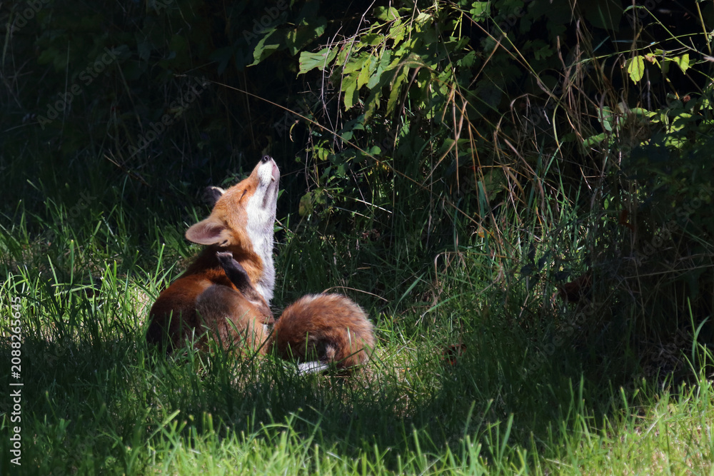 Fototapeta premium Rotfuchs / Red fox / Vulpes vulpes