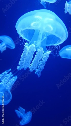 Glowing blue jellyfish swim in deep dark ocean water