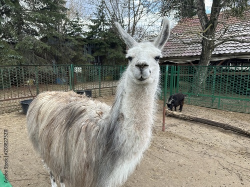 Llama standing in a fenced enclosure with a natural background of trees and a rustic building, showcasing its long fur and distinctive facial features