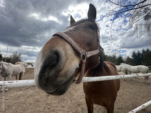 Brown horse with a halter stands close to a white fence, with several white horses grazing in the background under a cloudy sky in a rural setting