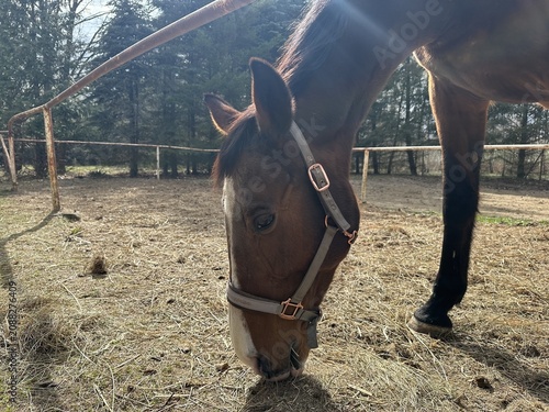 Brown horse grazing on dry grass in a fenced pasture surrounded by trees, with sunlight filtering through the branches creating a natural setting