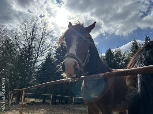Brown horse with white markings stands near a wooden fence under a cloudy sky with sunlight filtering through trees in a rural setting