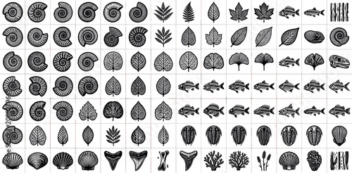 Photos Collection of prehistoric fossil silhouettes ammonite shells skeletal trilobites ancient fish sharks teeth and botanical leaves isolated on white background