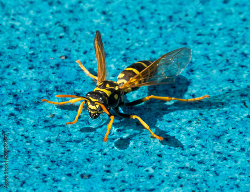 Closeup of a European Paper Wasp
