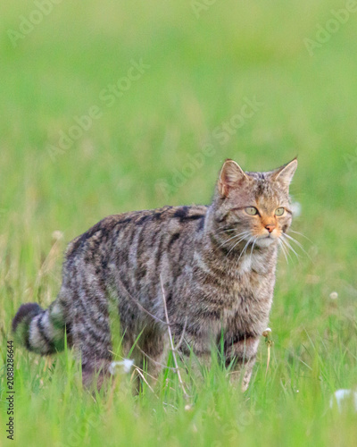 wildcat hunting