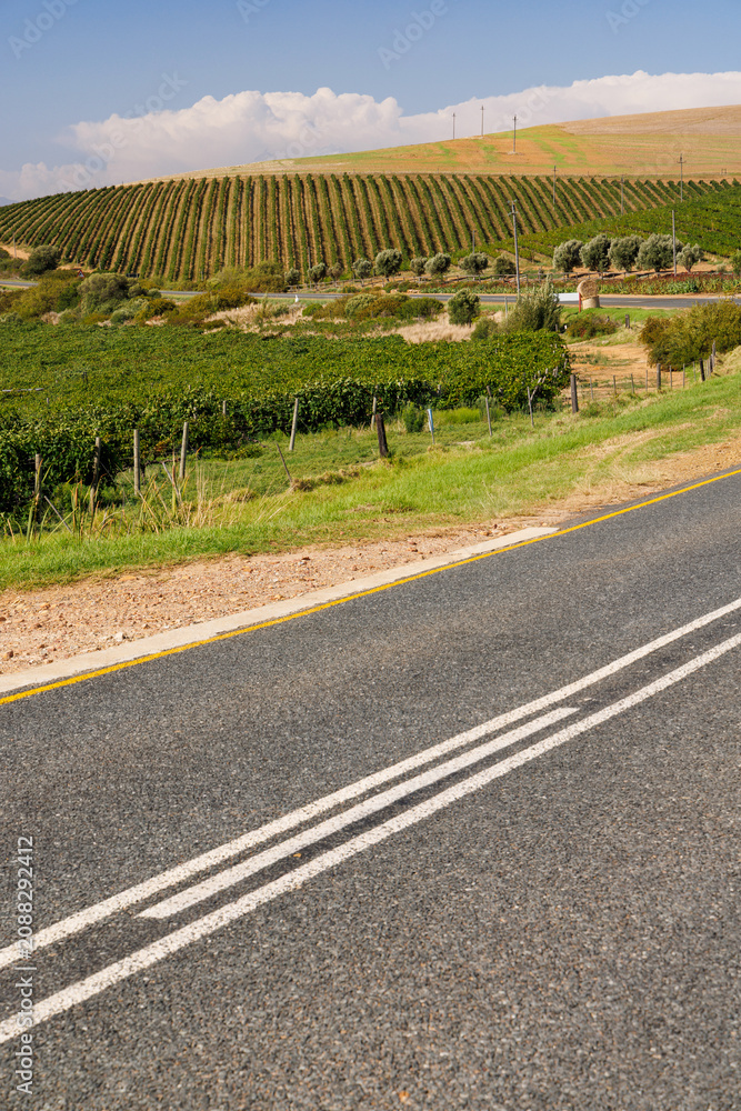 Obraz premium Sunlit vineyard rows with mountain backdrop