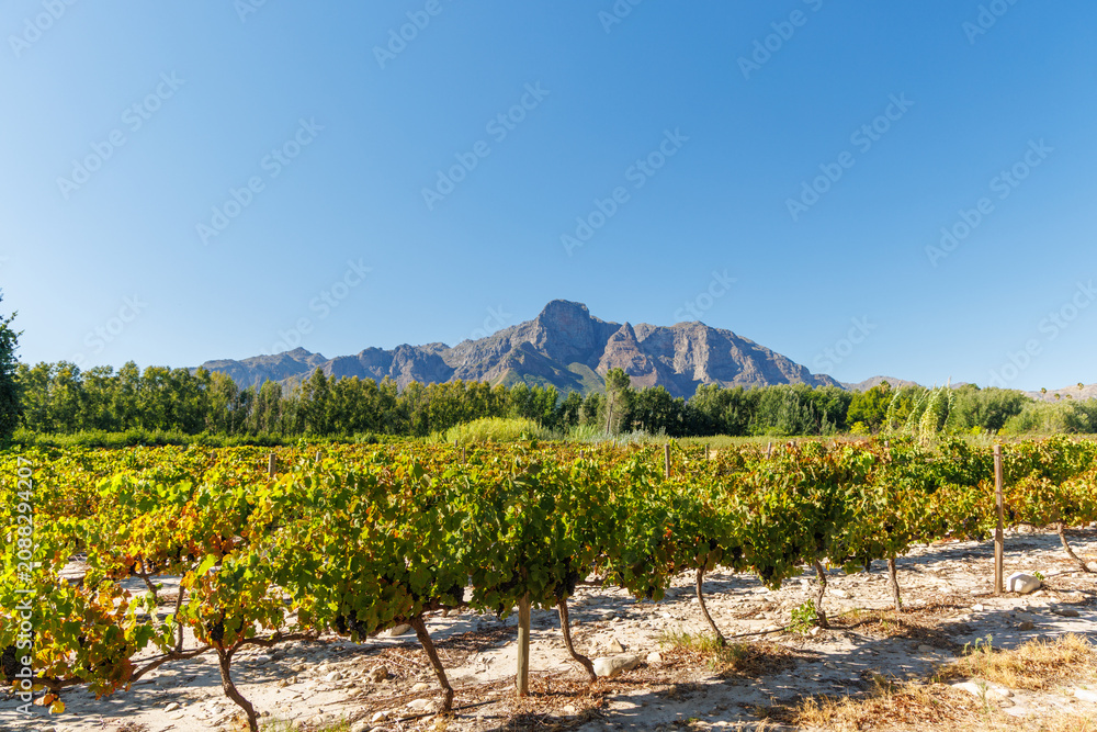 Obraz premium Sunlit vineyard rows with mountain backdrop