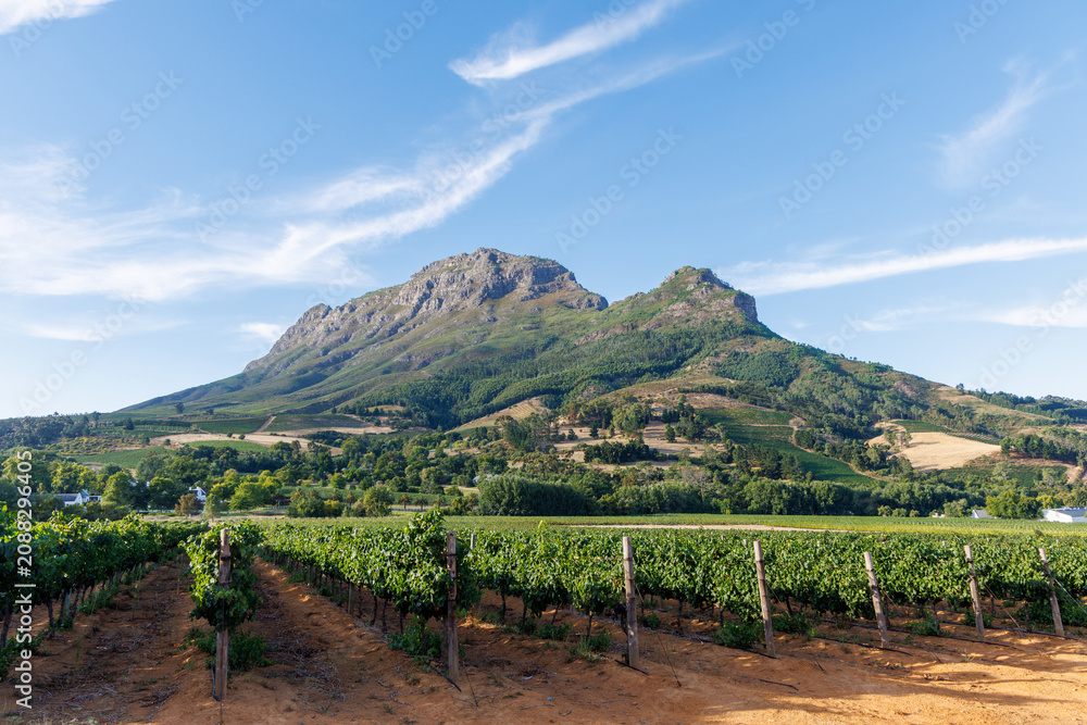 Obraz premium Sunlit vineyard rows