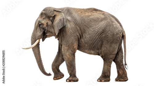 Canvas Print Large wild African elephant mammal animal walking isolated on a transparent back