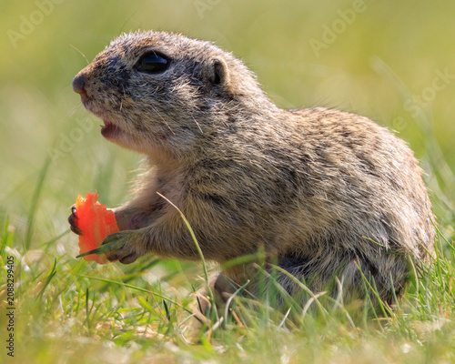 European ground squirrel eating