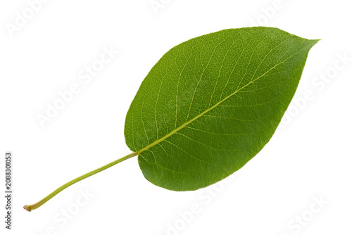 Schilderij op canvas Green pear leaf on petiole close-up isolated on white background, design element