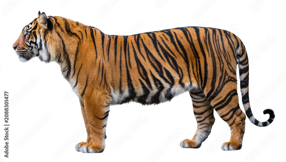 Obraz premium Majestic Bengal tiger with orange and black stripes, isolated on transparent background