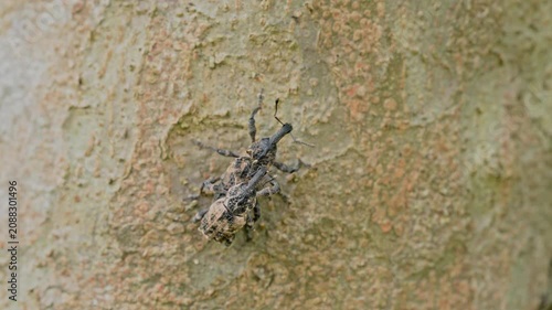 Japanese giant weevils mating on camouflaged tree bark close up
