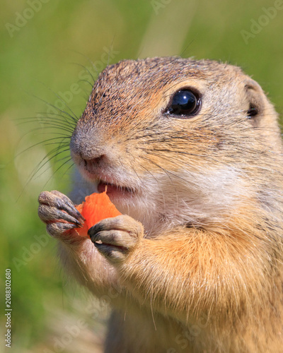 European ground squirrel